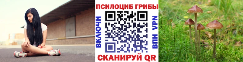купить закладку  Севск  Псилоцибиновые грибы Cubensis 